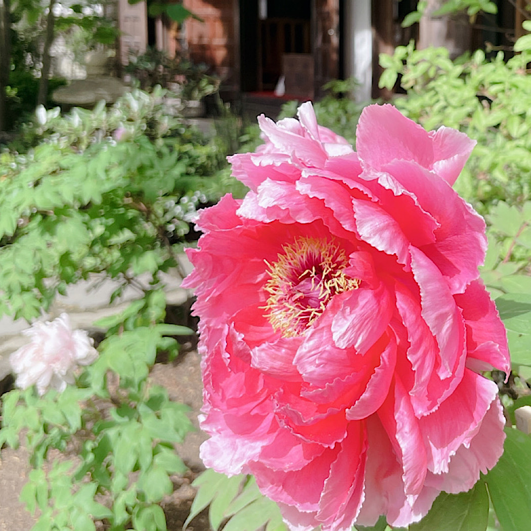 鎌倉　花から