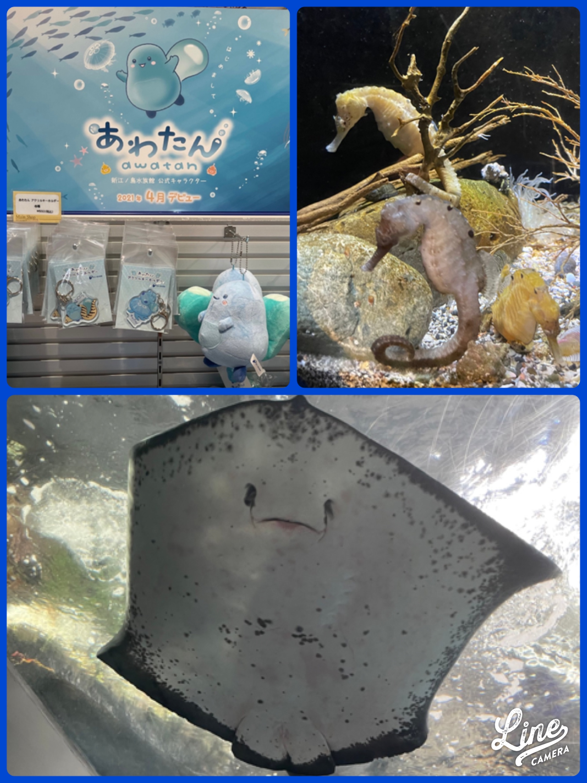 エノシマ⑩