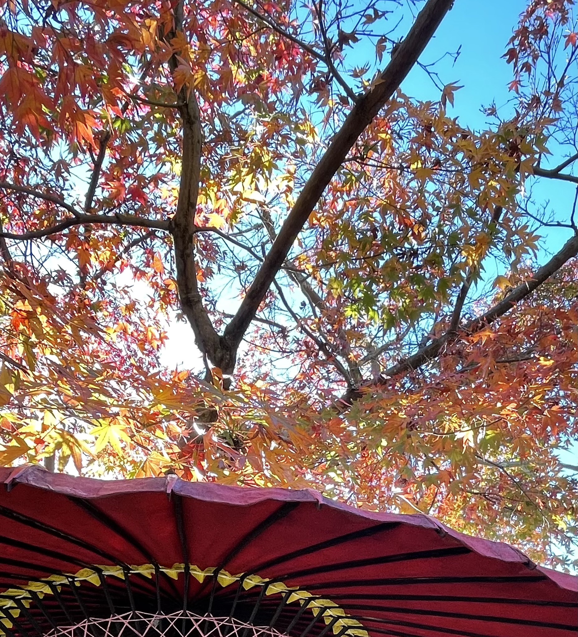 紅葉むかし話し