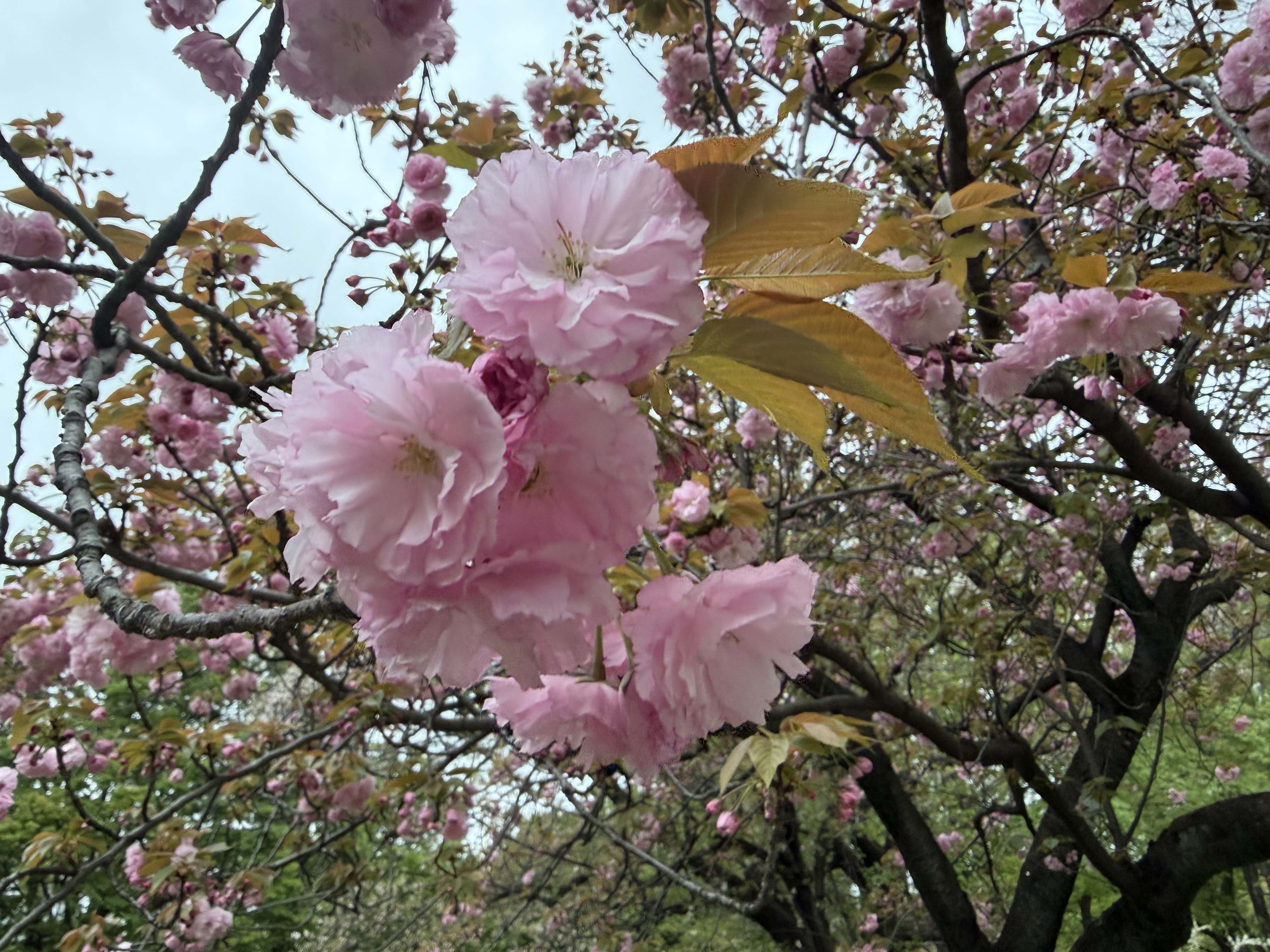 カマクラ名残り桜