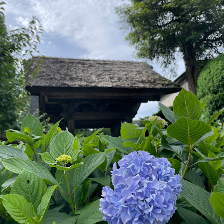6月をむかえた鎌倉