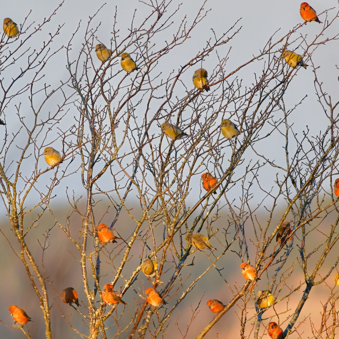 軽井沢から小雪