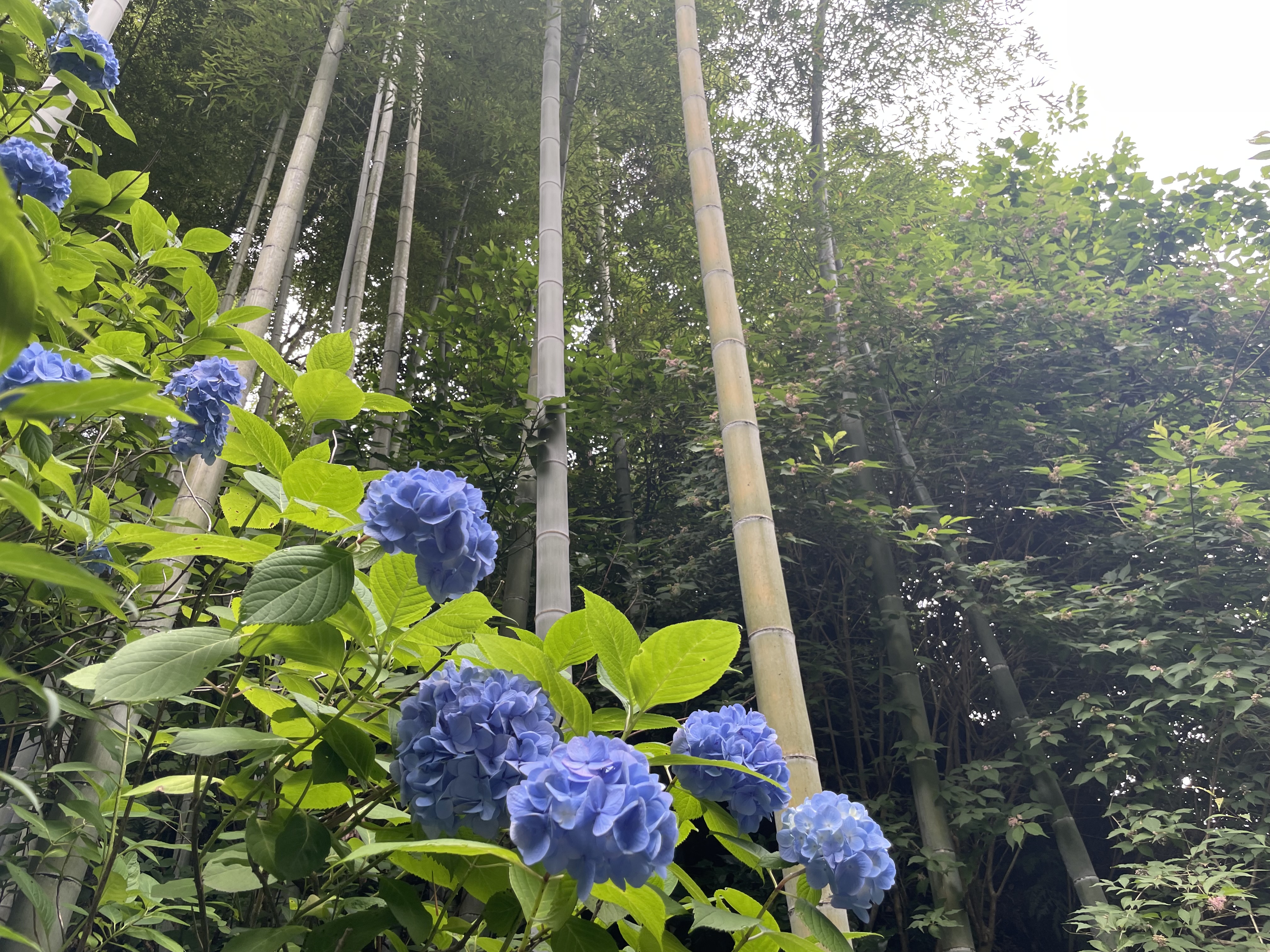 空梅雨