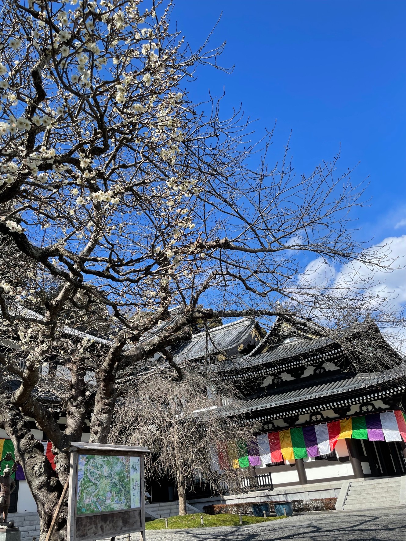 鎌倉　梅だより②