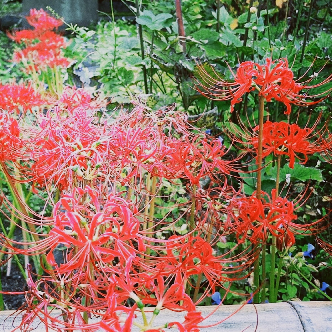 鎌倉の秋