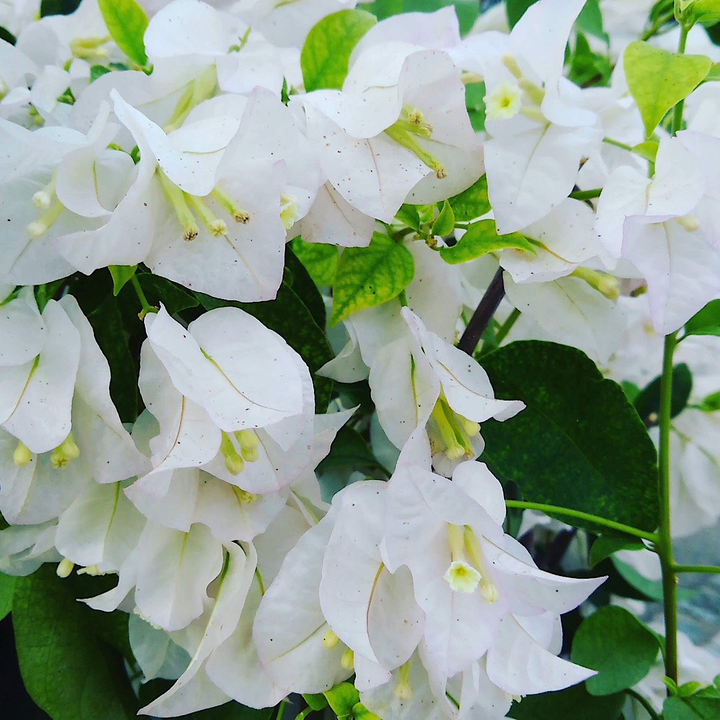 夏の花　鎌倉
