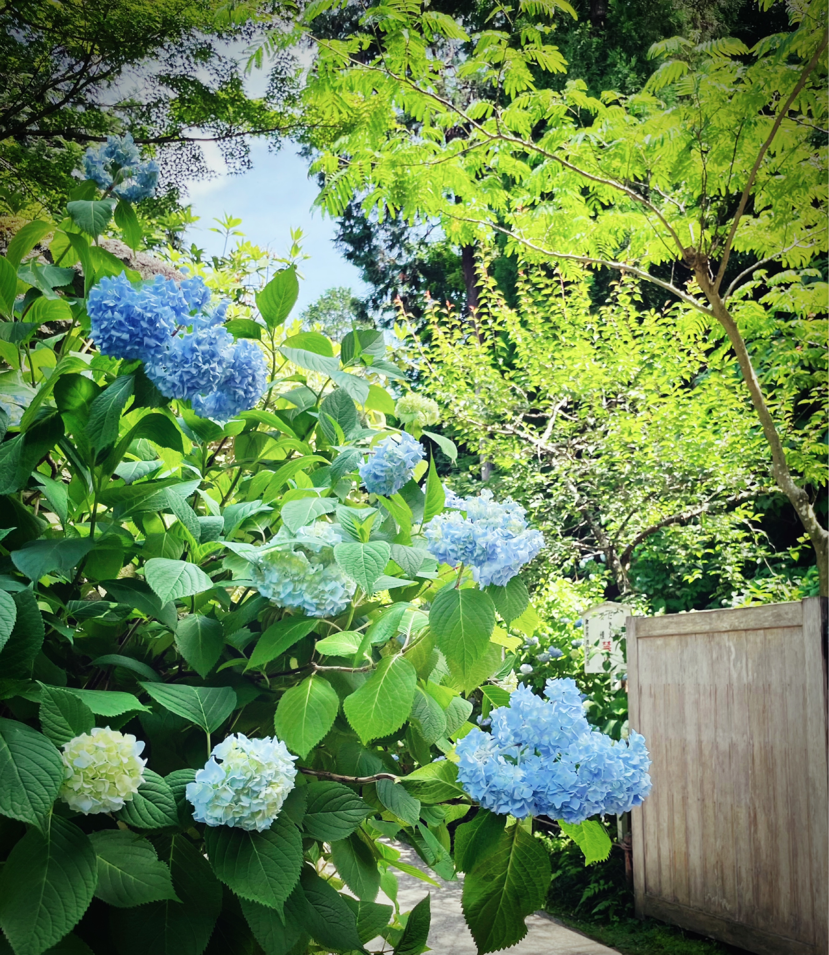 鎌倉　紫陽花(アジサイ)