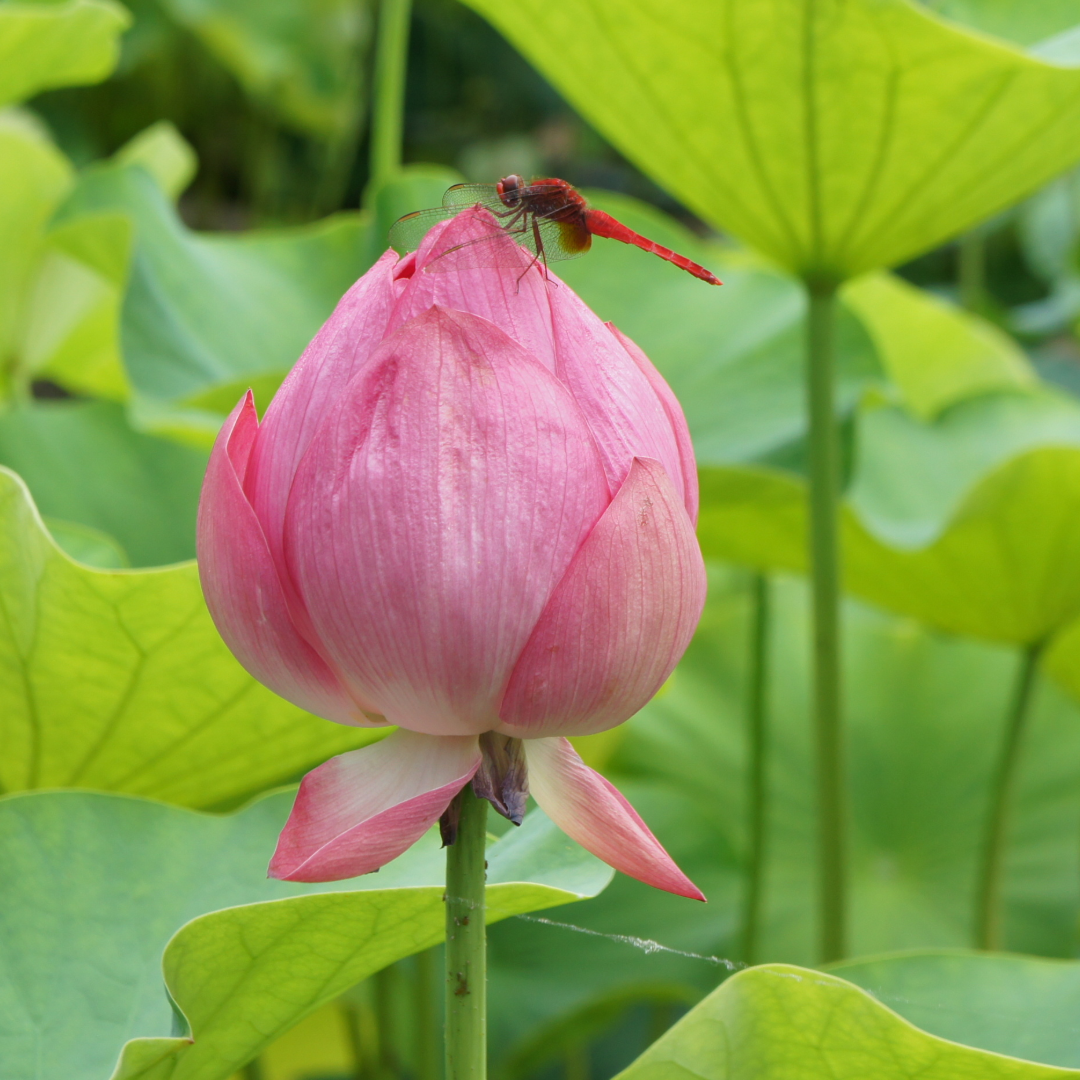 かまくら　処暑