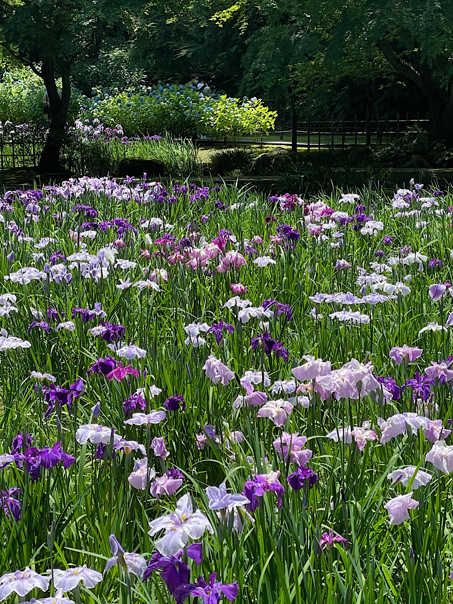 菖蒲華（アヤメハナ　サク)