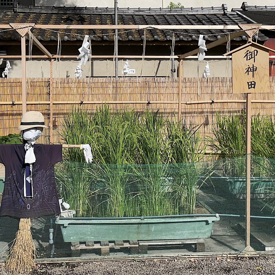 浅草から水始涸 （みず　はじめてかるる）