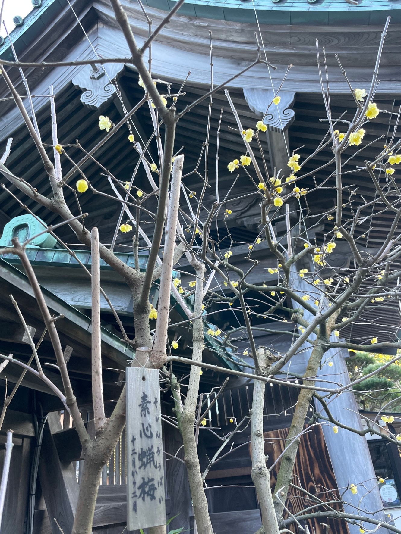 鎌倉　大寒(だいかん)に