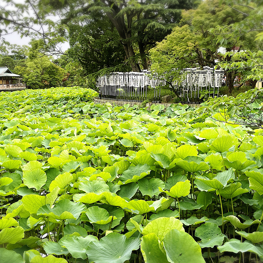 鎌倉　源平池