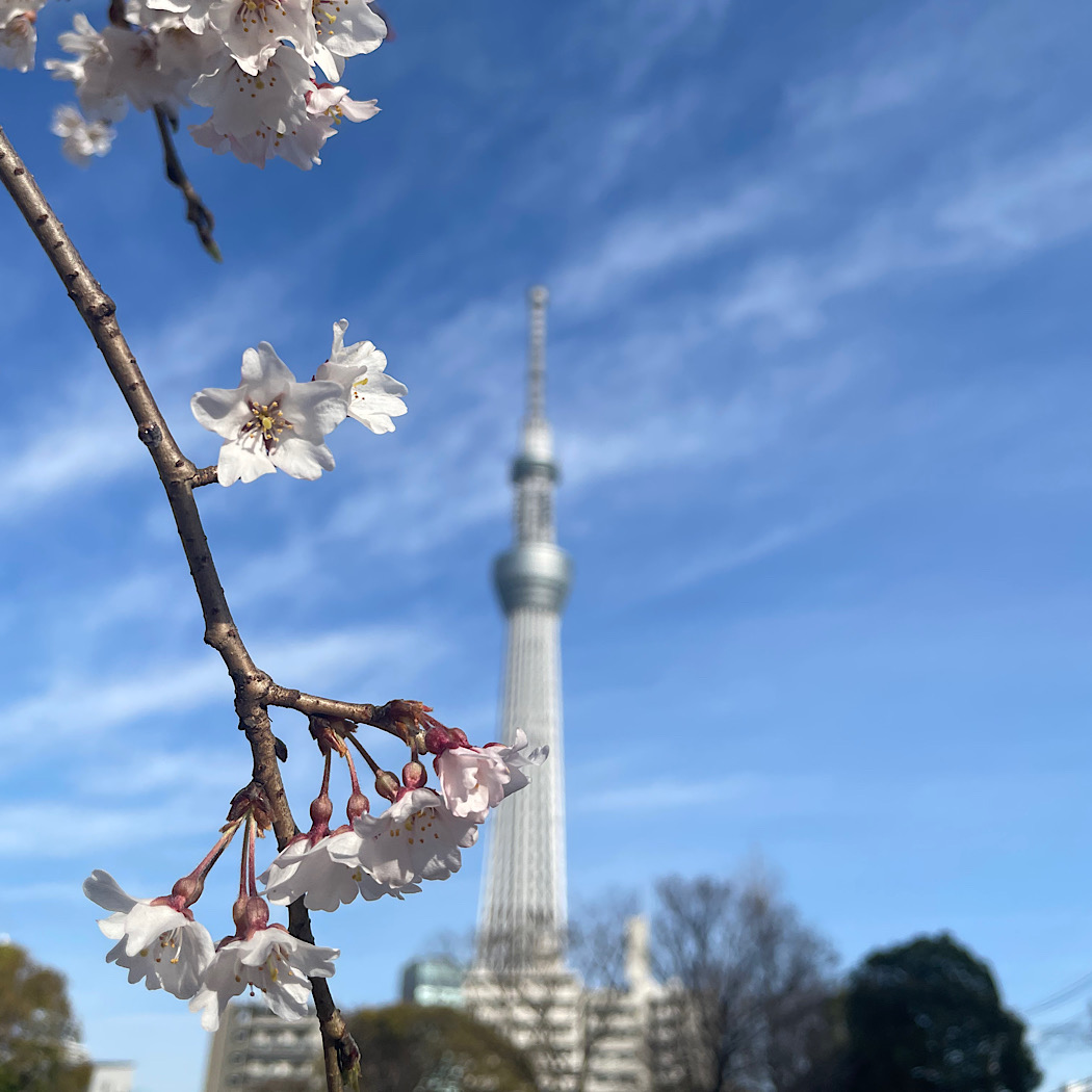 浅草　桜さんぽ