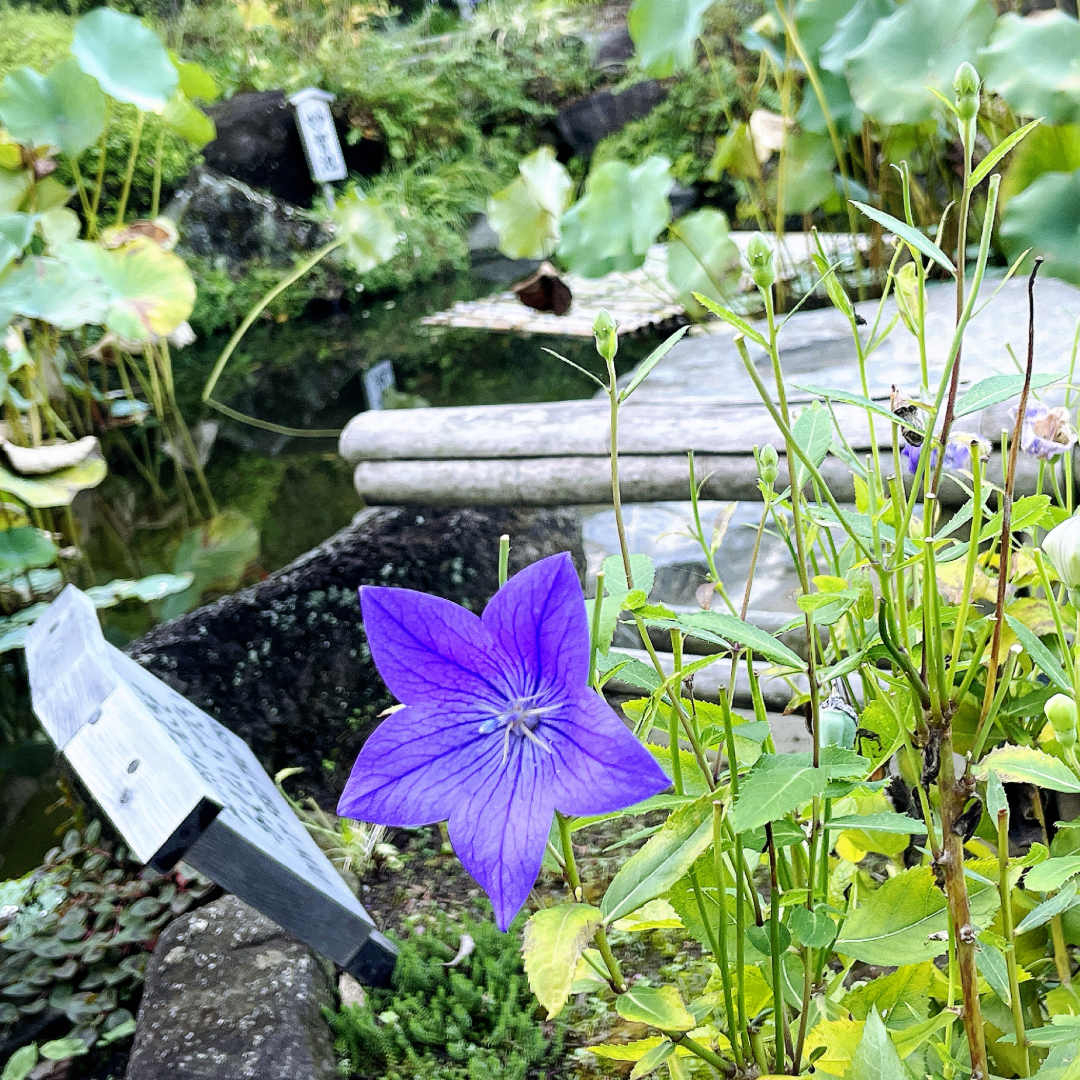 鎌倉365秋の七草