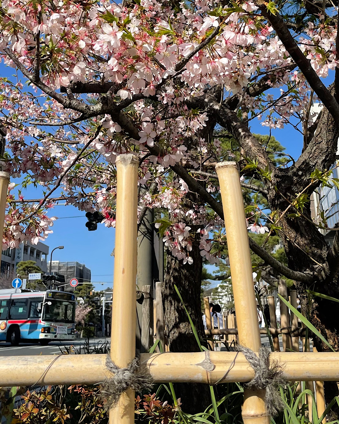 鎌倉　春の予感