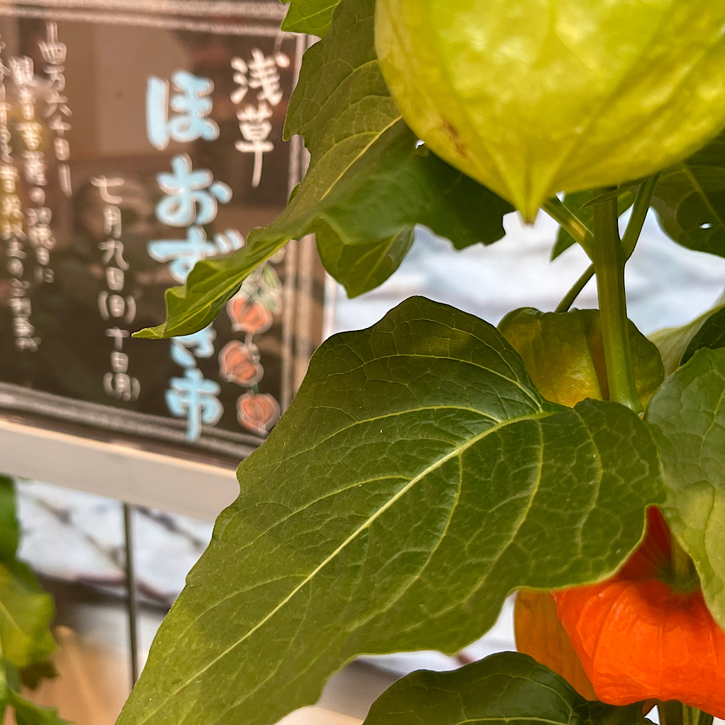 暑中お見舞い　浅草