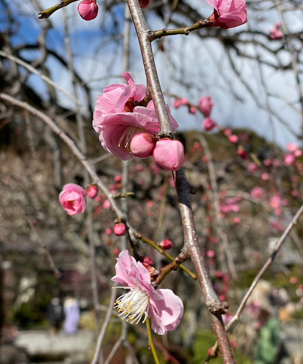 鎌倉　早春の予感