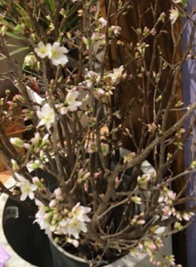 寒桜に