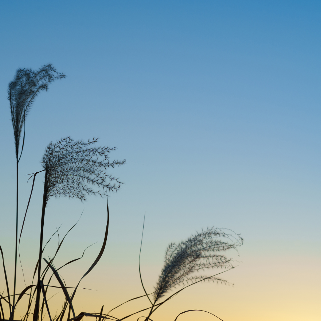 静けさが色づくころ