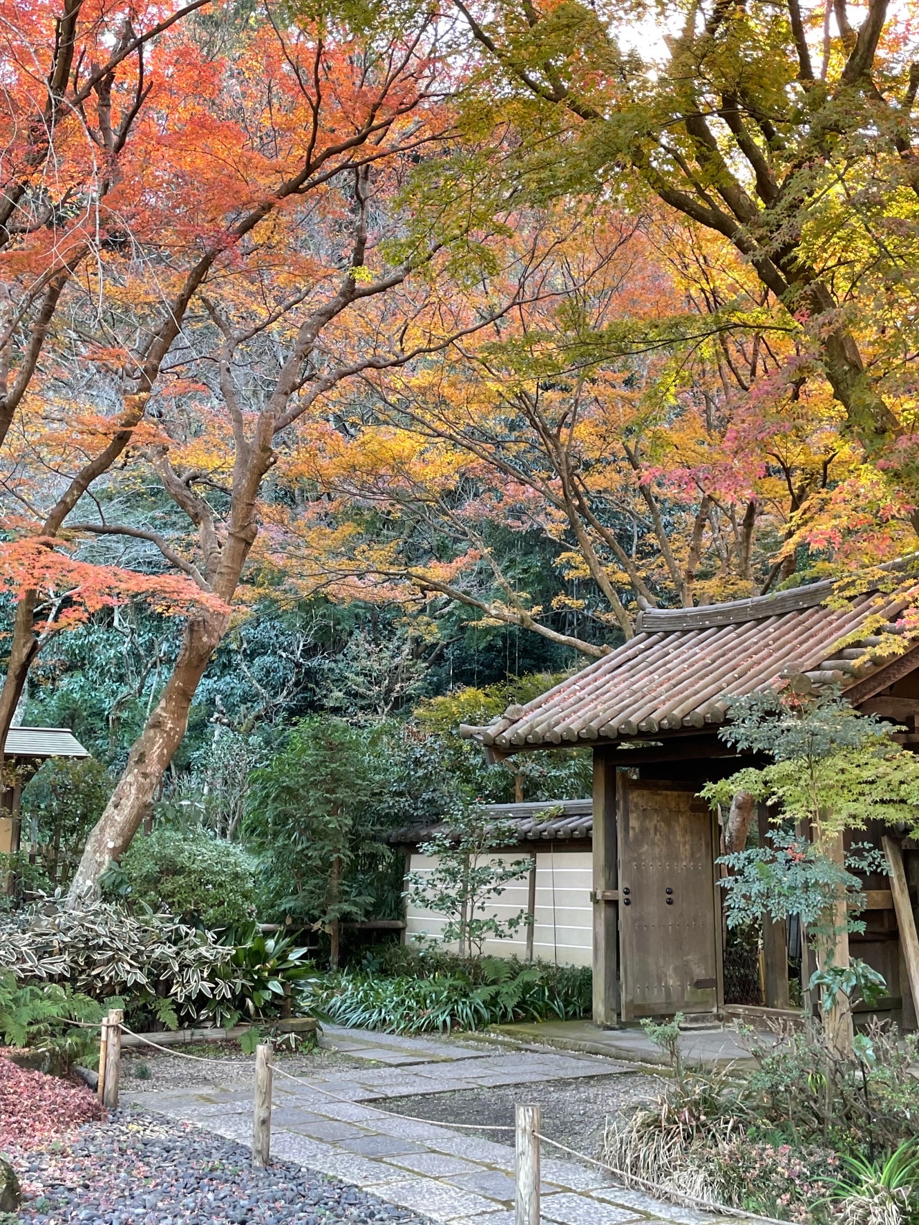 冬至キタル鎌倉