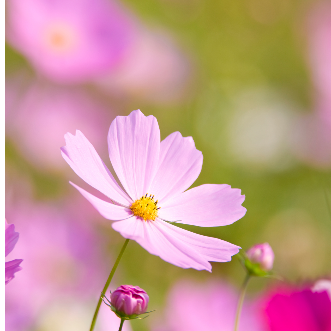 軽井沢　秋桜(コスモス)