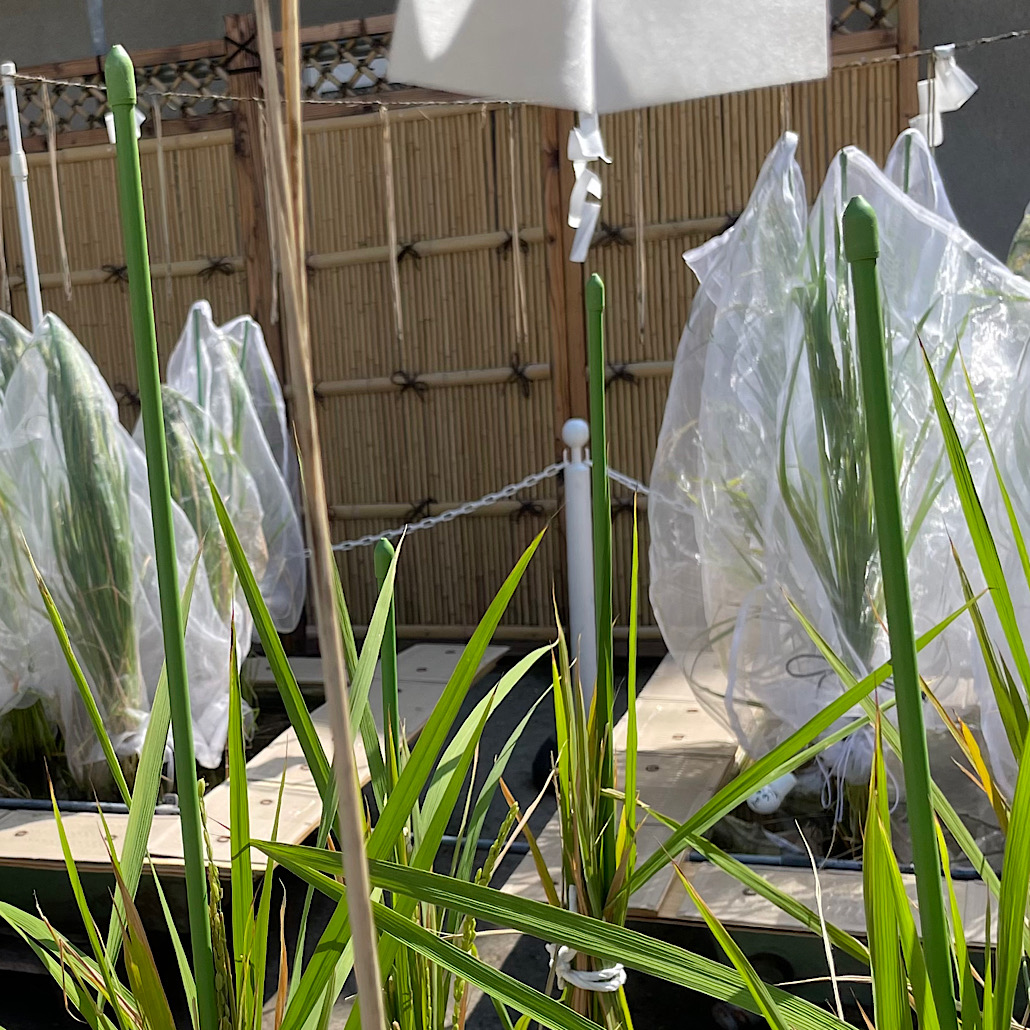 あさくさ 稲妻効果