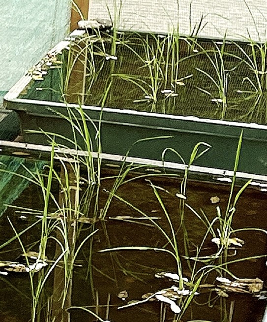 芒種(ぼうしゅ)を迎えて 浅草