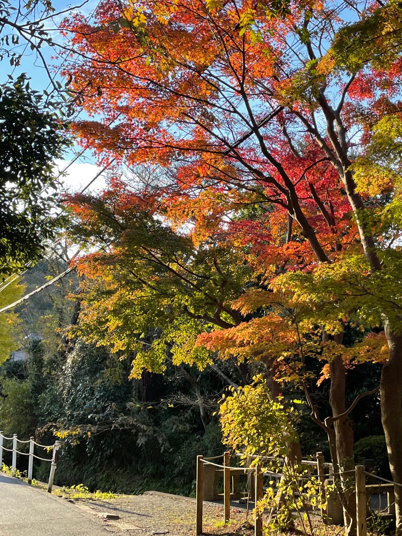 鎌倉紅葉だより③北鎌倉