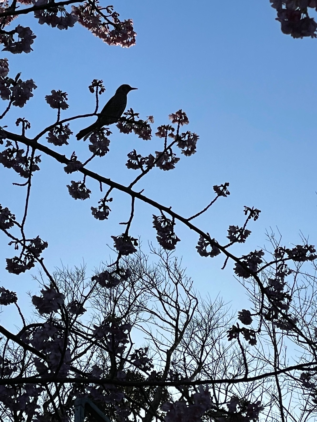 鎌倉から春告鳥(はるつげとり)