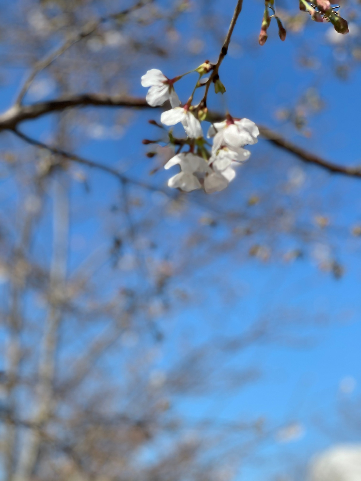 鎌倉　桜開花情報