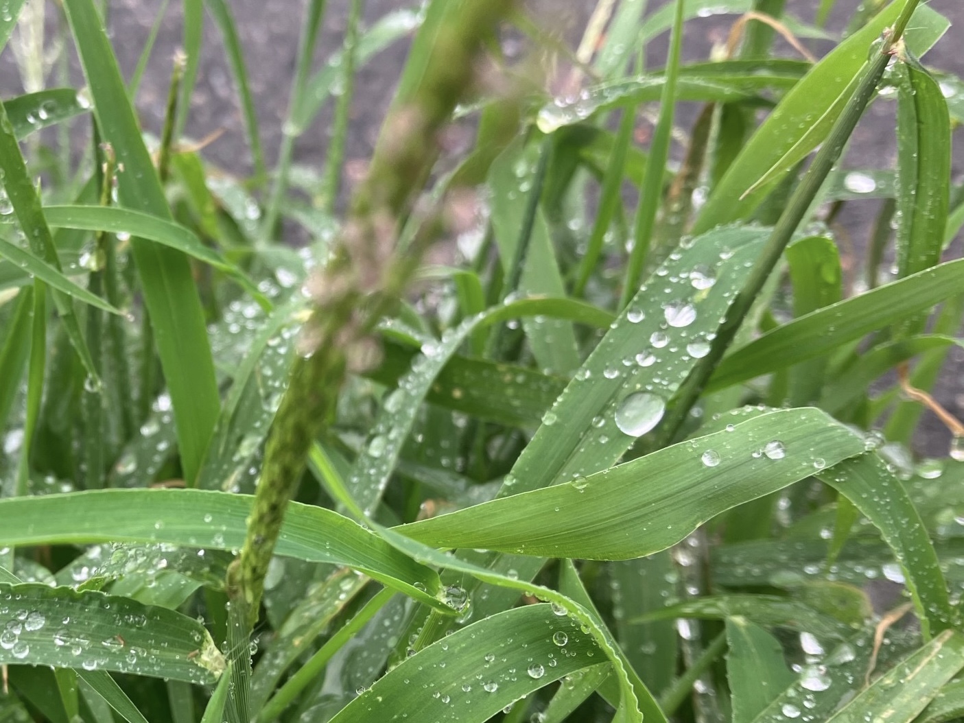 鎌倉　白露に