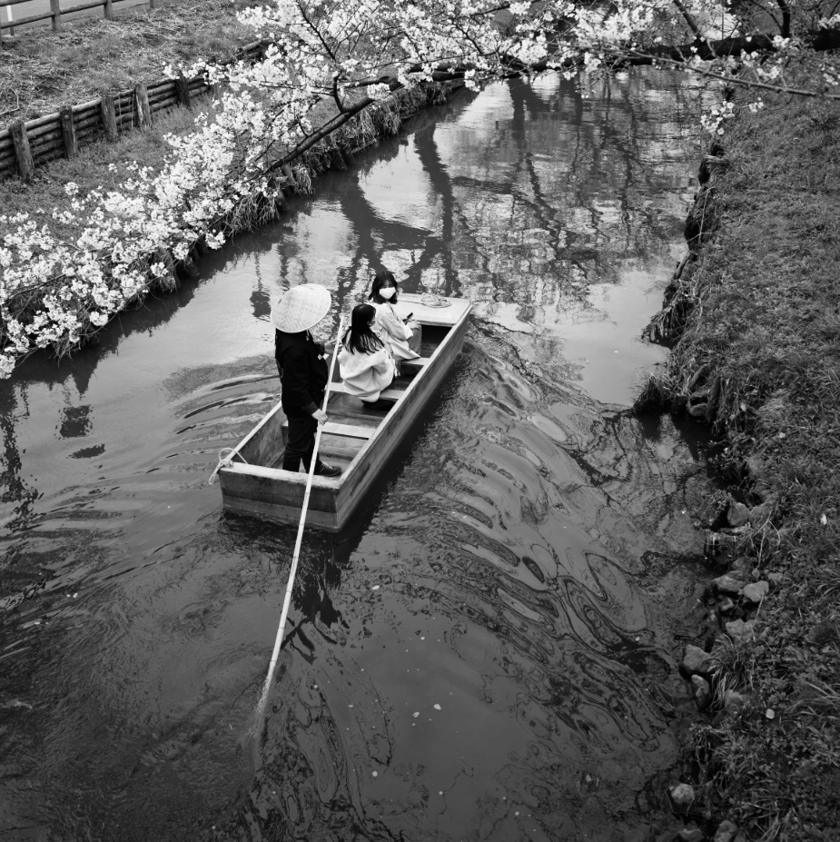 川越　 みぞれの朝に花の便りを待つ