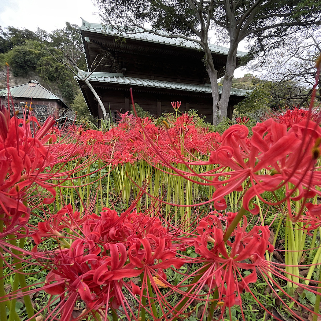 鎌倉10月神奈月