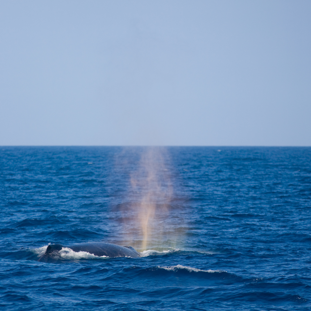 沖縄から冬の海