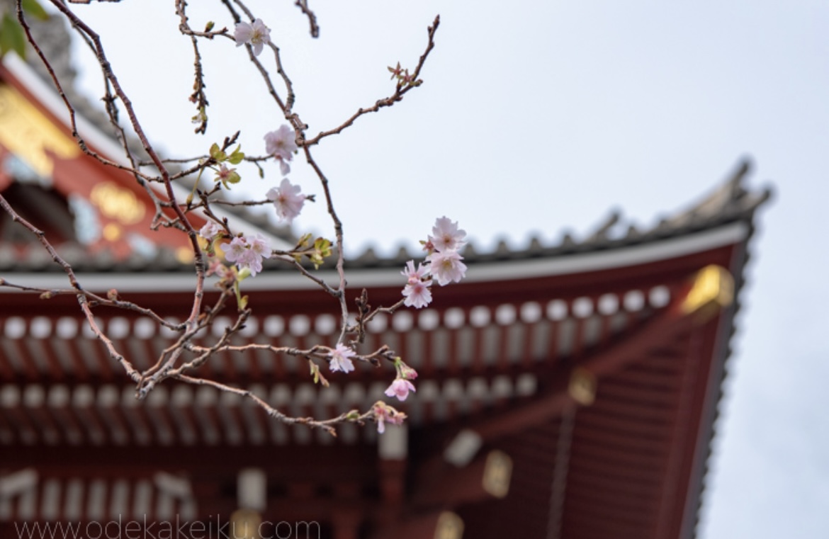 浅草　2度のトキメキ