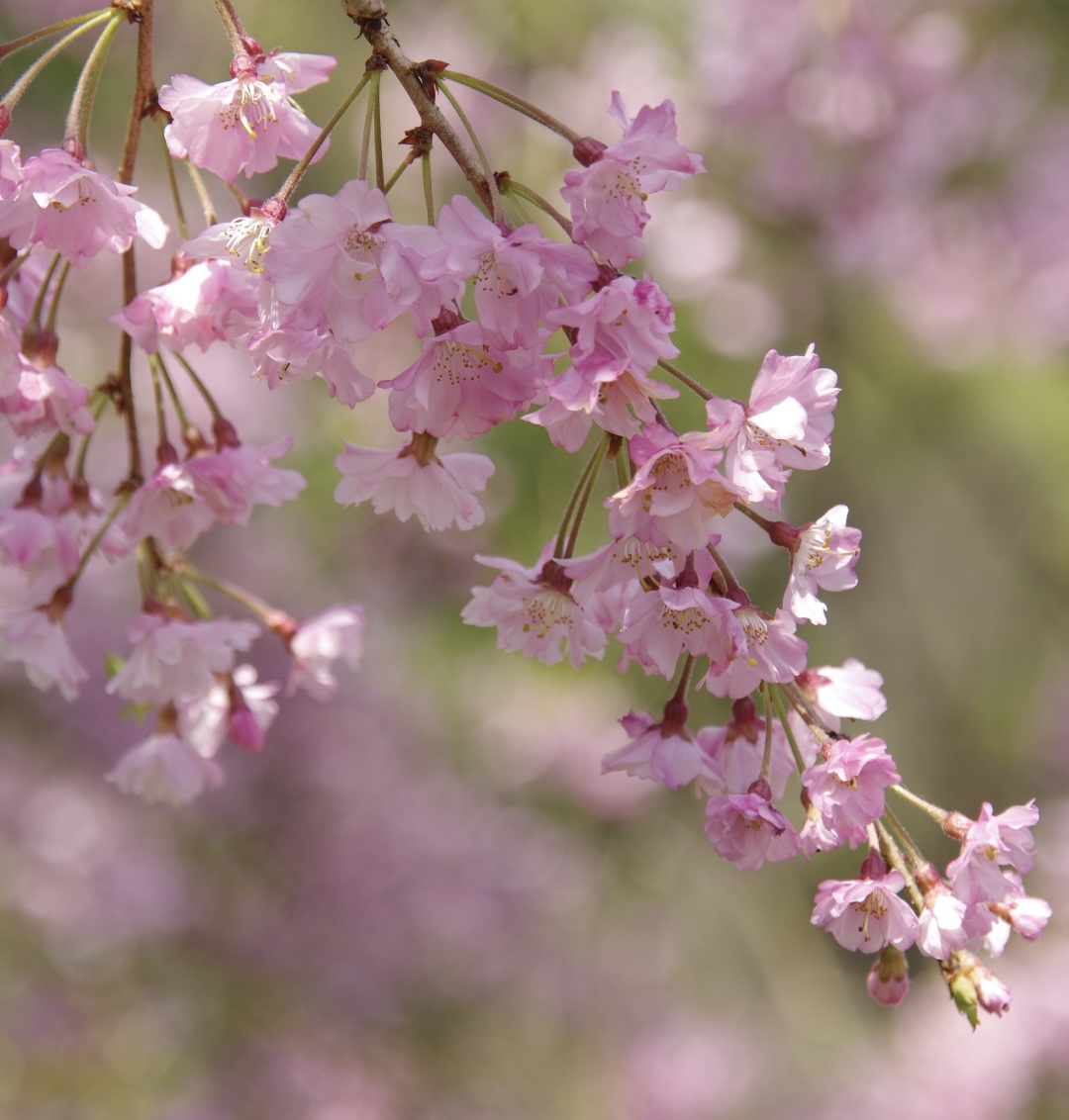 軽井沢　桜の楽しみ