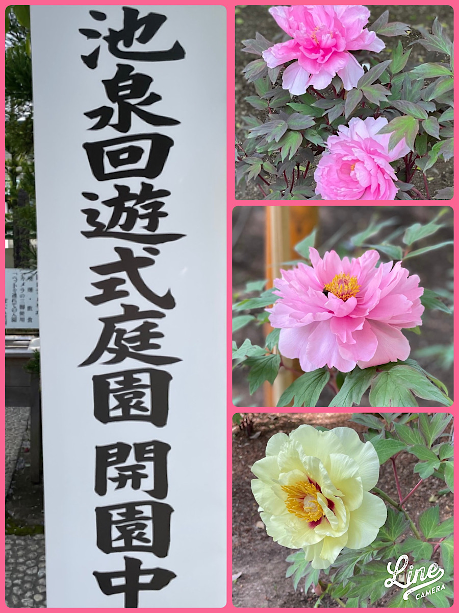 牡丹華(ぼたん　はな　さく)