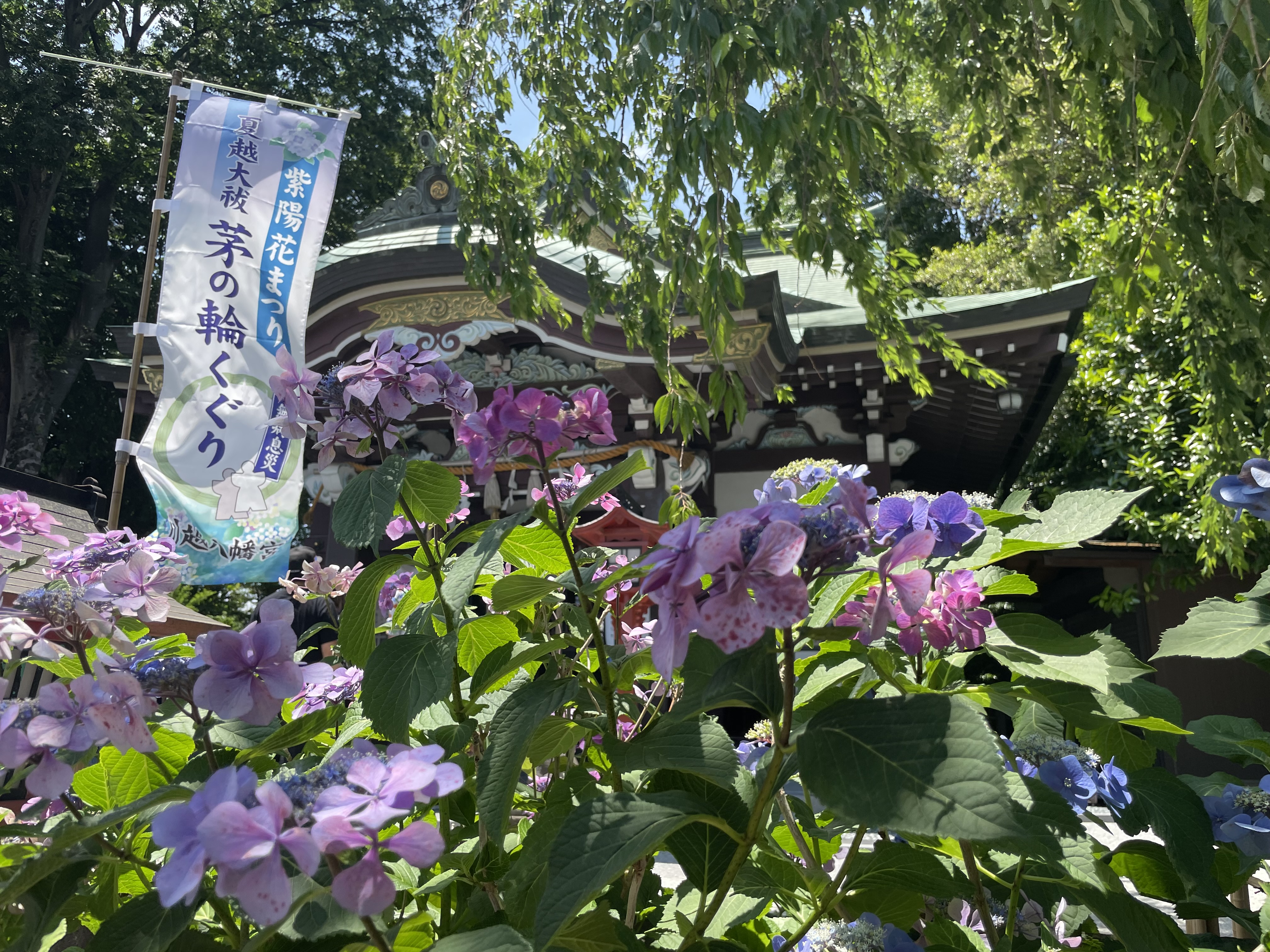 川越　幸せの8羽のハト
