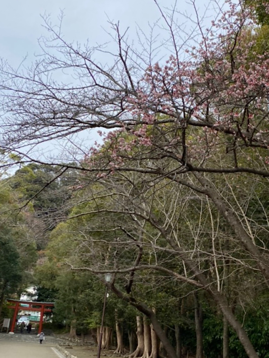 梅に思う