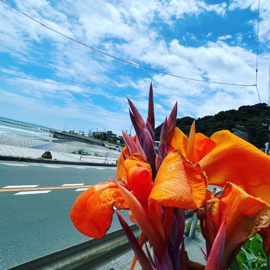 鎌倉365カンナの花