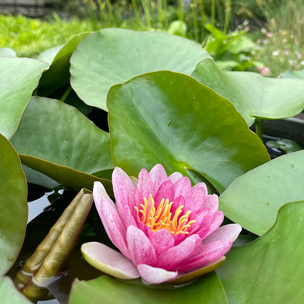 水無月のおわり