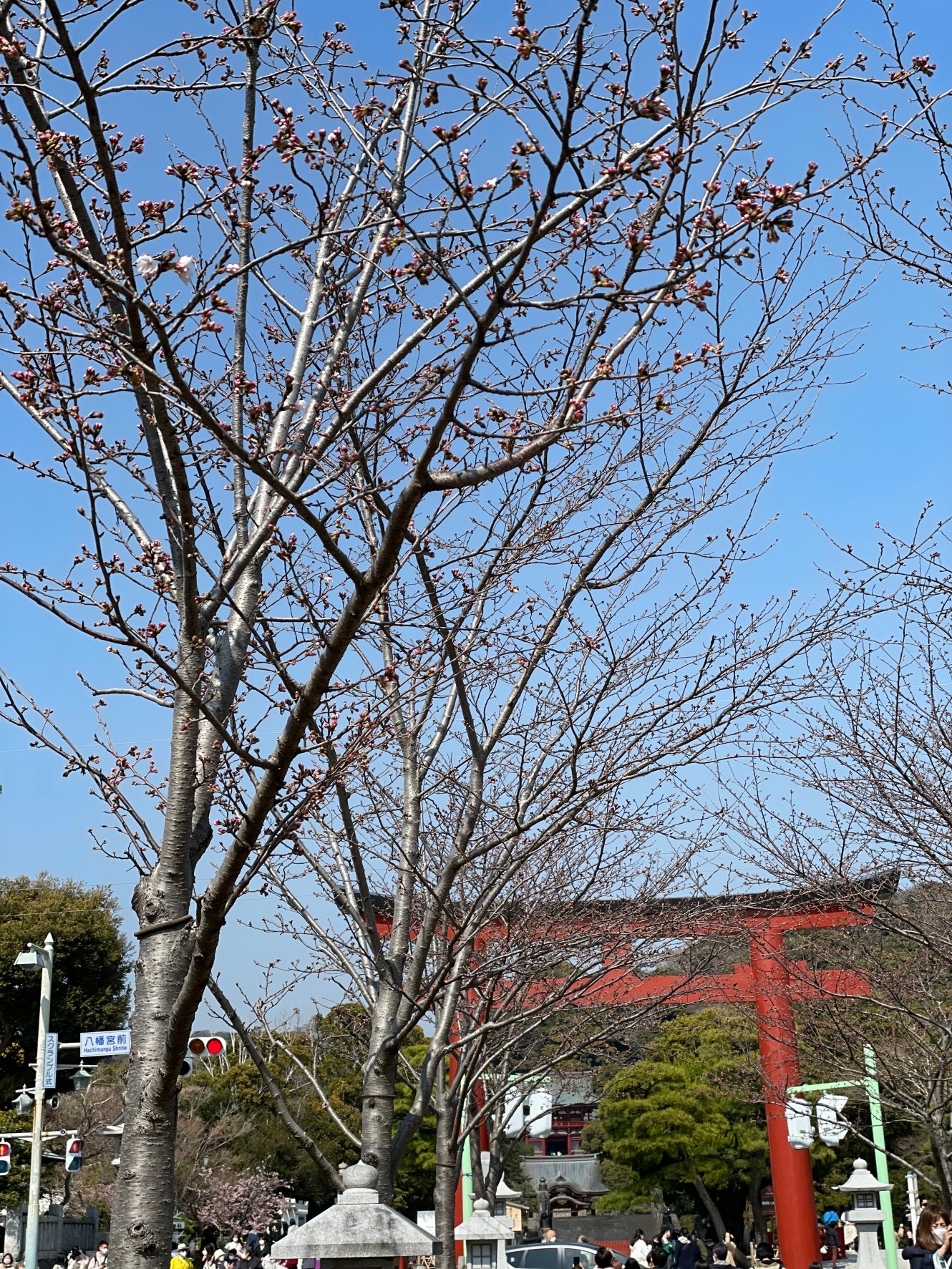 鎌倉桜だより③