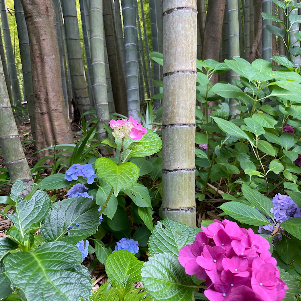 鎌倉　竹の庭