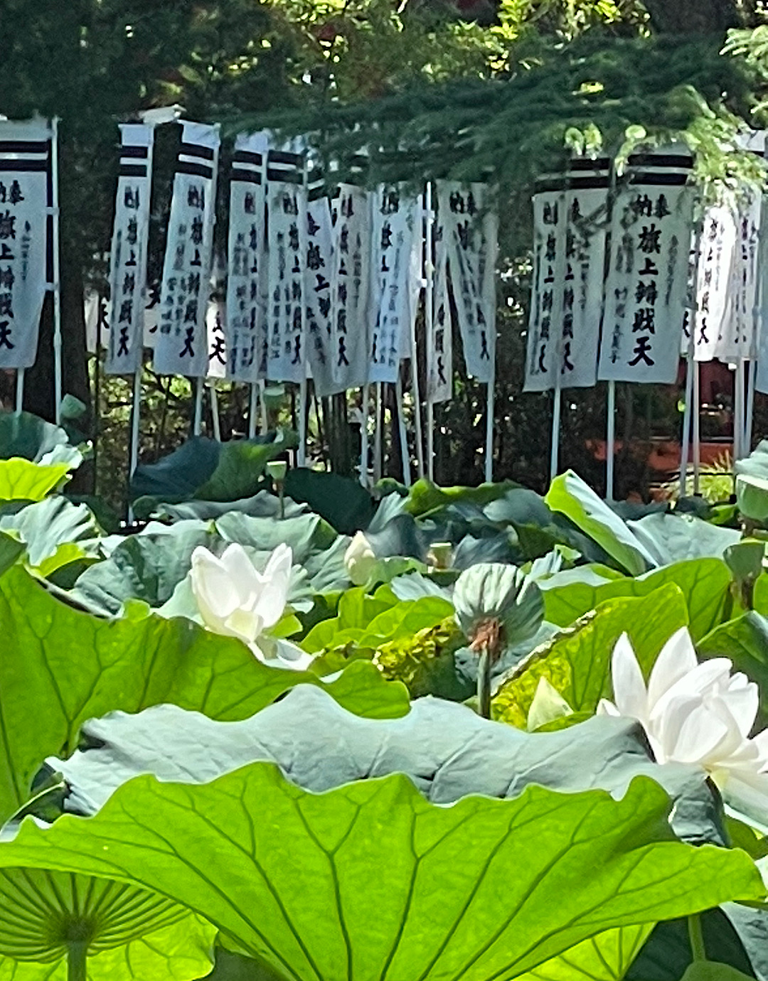 鎌倉8月をむかえて