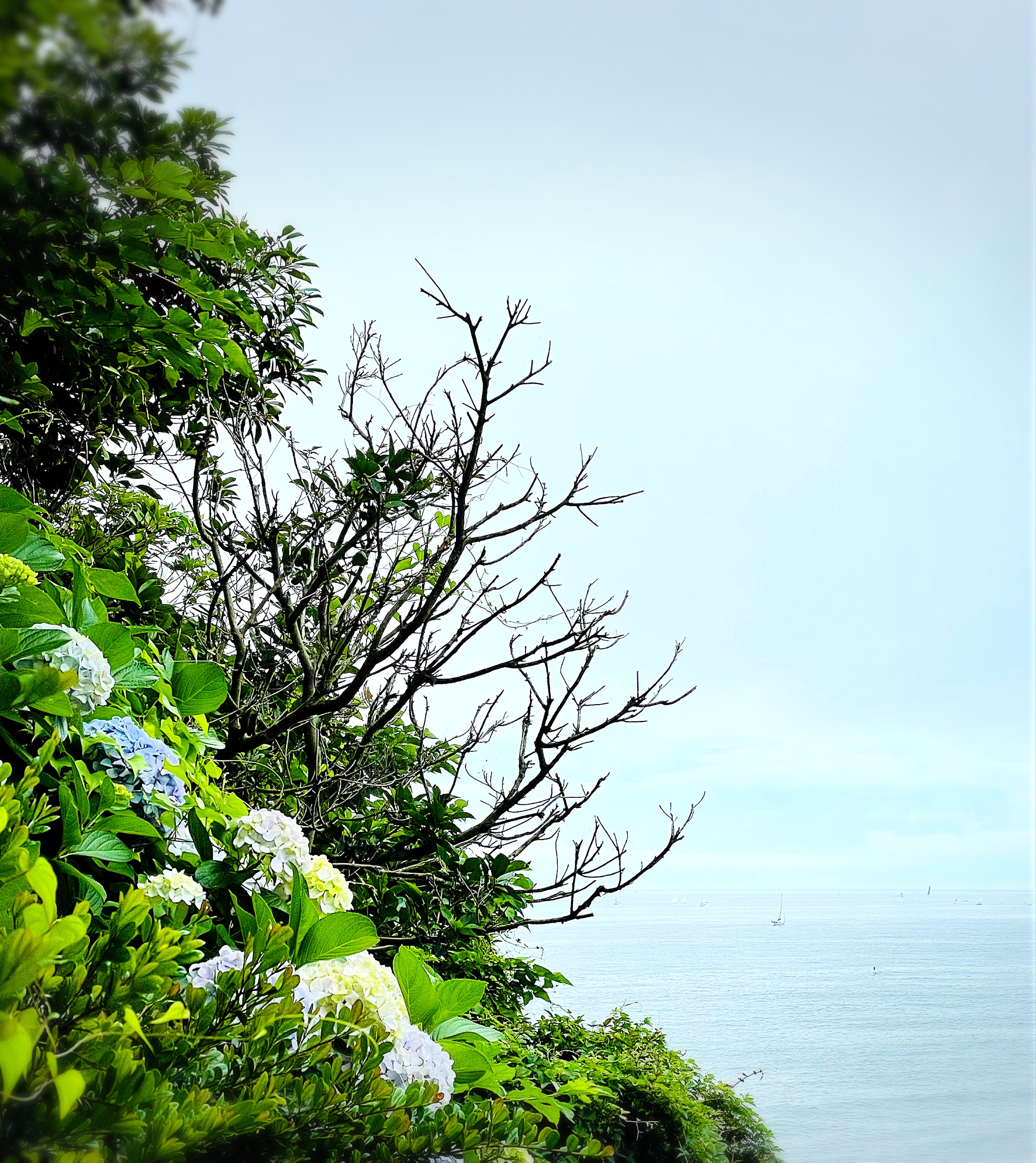 6月　水無月(みなづき)
