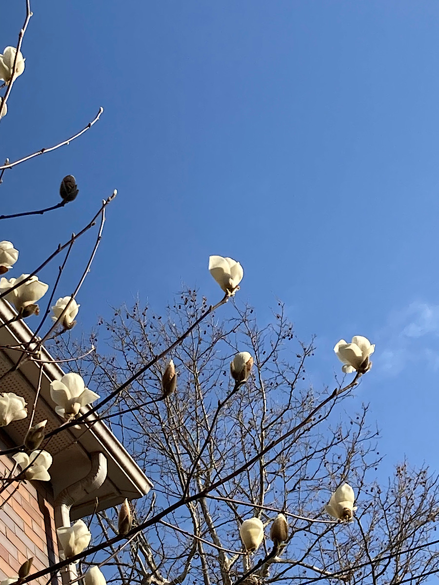 啓蟄(けいちつ)に