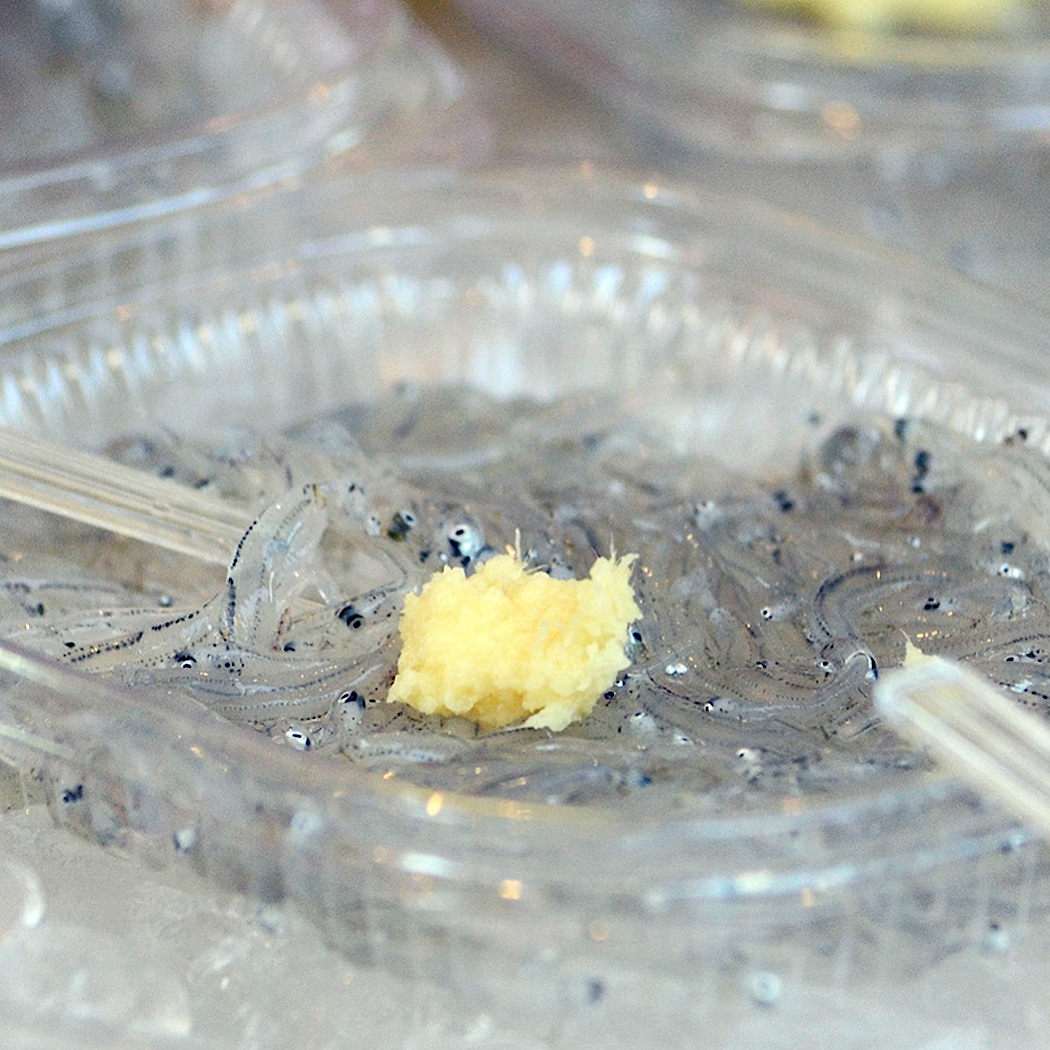 美味しい鎌倉