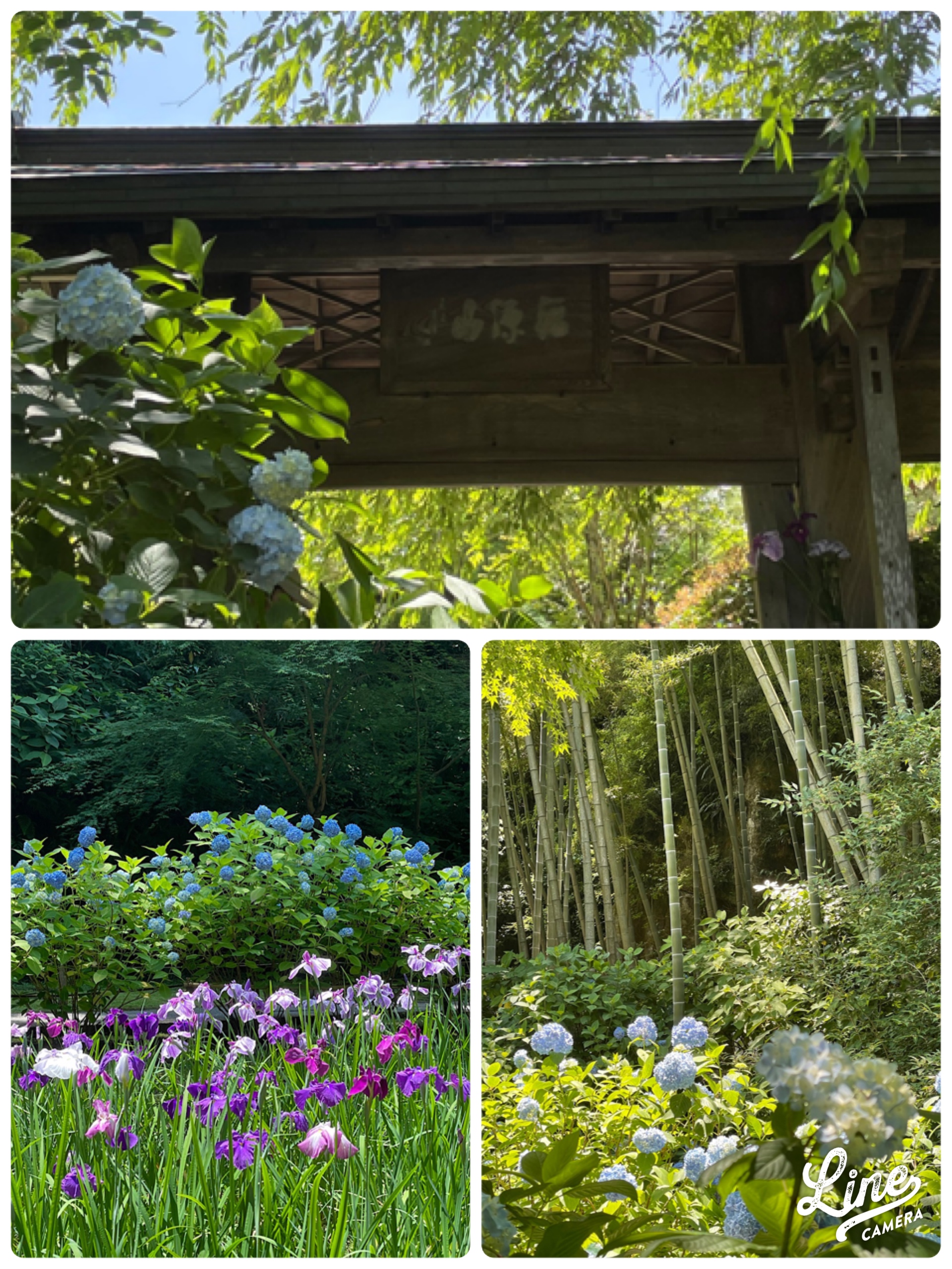 北鎌倉あじさい便り