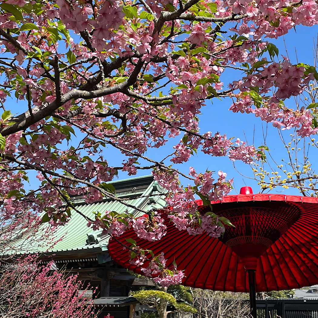 鎌倉桜だより