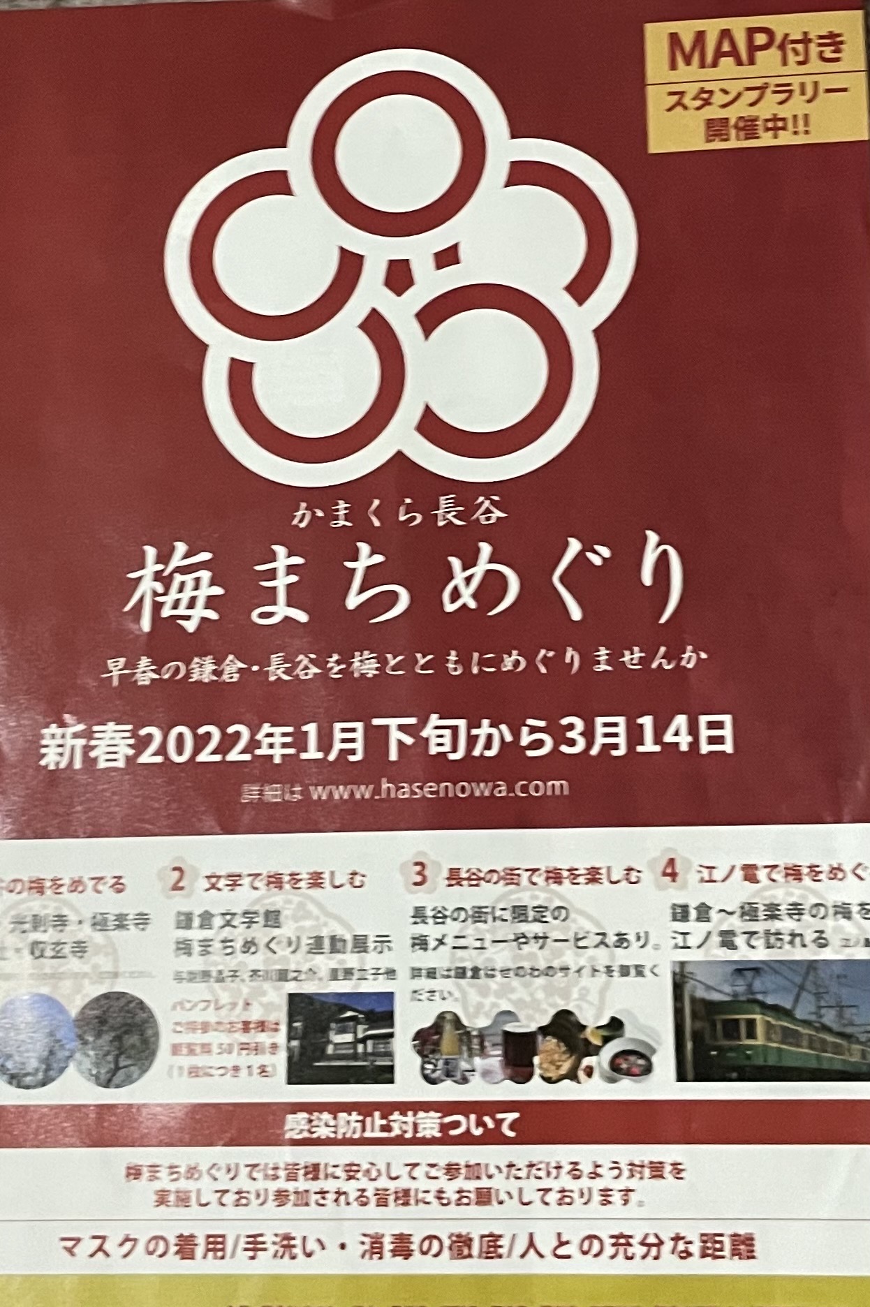 鎌倉梅だより②